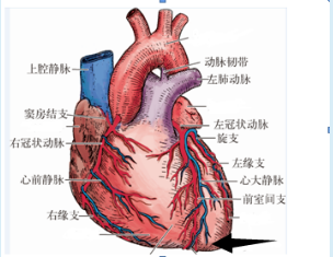 心的外形和血管（前面）.png