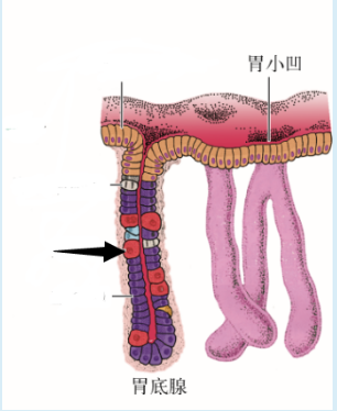 胃腺细胞结构模式图.png