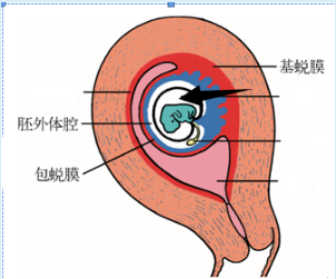 人胚植入部位及与子宫蜕膜关系示意图.png