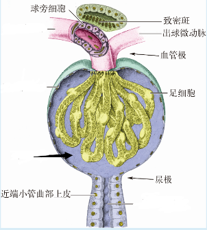 肾小体模式图.png