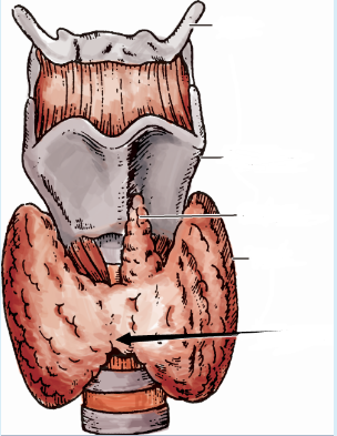 甲状腺解剖结构示意图.png