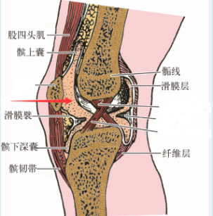 膝关节正中矢状切面解剖结构示意图.png