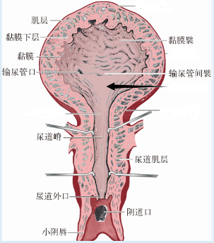 女性膀胱和尿道冠状切面示意图 .png