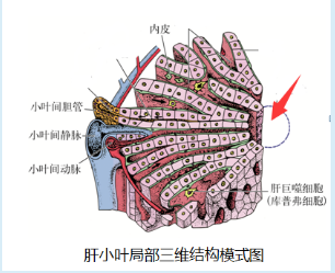 肝小叶局部三维结构模式图.png