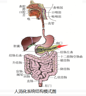 人体消化系统结构模式图.png