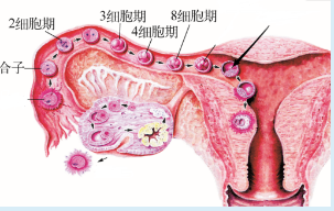 排卵、受精、卵裂与胚泡植入过程示意图.png