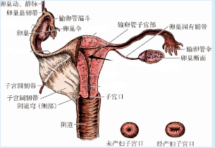 女性内生殖器（前面）示意图.png